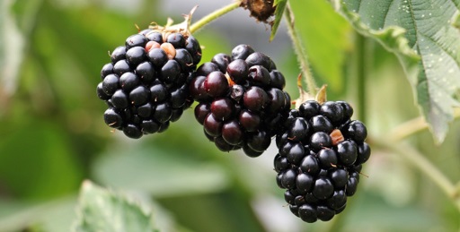 Blackberry fruits on stem
